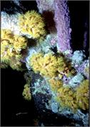 Bonaire 11